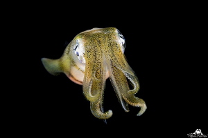 Golden squid in night dive by Raffaele Livornese 